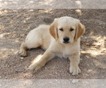 Small Photo #2 Golden Retriever Puppy For Sale in HILLSBORO, KS, USA