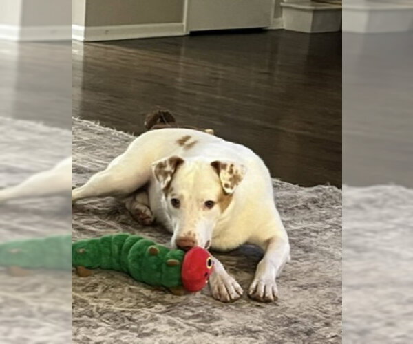 Medium Photo #4 Labrador Retriever-Unknown Mix Puppy For Sale in Plainfield, IL, USA