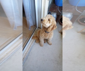Goldendoodle Puppy for sale in ROCKLEDGE, FL, USA