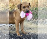 Small Photo #1 Bulldog-Unknown Mix Puppy For Sale in Wetumpka, AL, USA