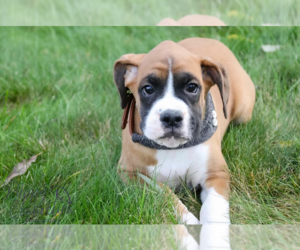Boxer Puppy for sale in SHIPSHEWANA, IN, USA