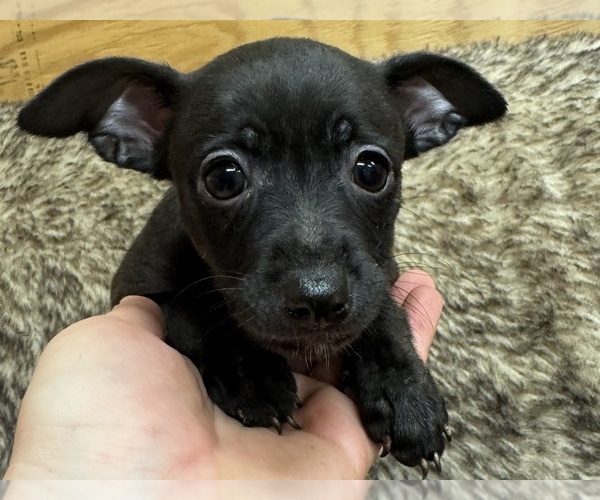 Medium Photo #1 Rat Terrier Puppy For Sale in WHITAKERS, NC, USA