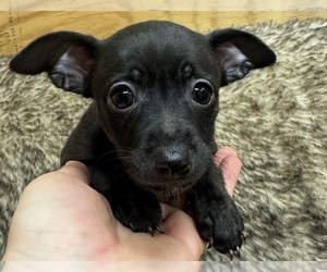 Rat Terrier Puppy for sale in WHITAKERS, NC, USA