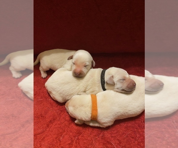 Medium Photo #7 Labrador Retriever Puppy For Sale in CLARKESVILLE, GA, USA