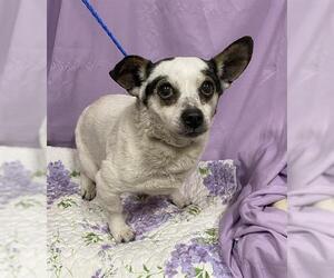Chihuahua-Unknown Mix Dogs for adoption in Modesto, CA, USA