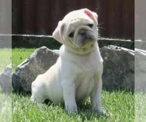Pug Puppy for sale in LAKE MARY, FL, USA