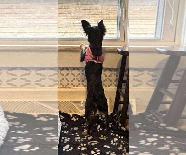 Medium Photo #4 Papi-Pin Puppy For Sale in Westmont, IL, USA