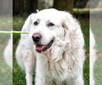 Small #5 Great Pyrenees