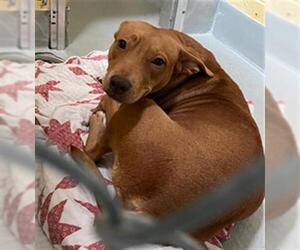 American Pit Bull Terrier-Unknown Mix Dogs for adoption in Tulsa, OK, USA