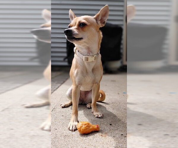 Medium Photo #3 Chihuahua Puppy For Sale in Fort Wayne, IN, USA