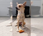 Small #2 Chihuahua