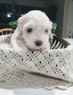 Small Photo #3 Coton de Tulear Puppy For Sale in SALT LAKE CITY, UT, USA