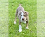 Small #11 Catahoula Leopard Dog