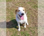 Small #49 Great Pyrenees Mix