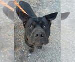 Small #1 American Pit Bull Terrier-Basset Hound Mix