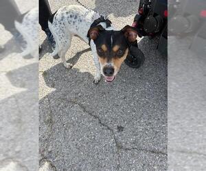 Mutt Dogs for adoption in Oklahoma City, OK, USA