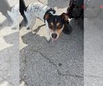 Small Mutt