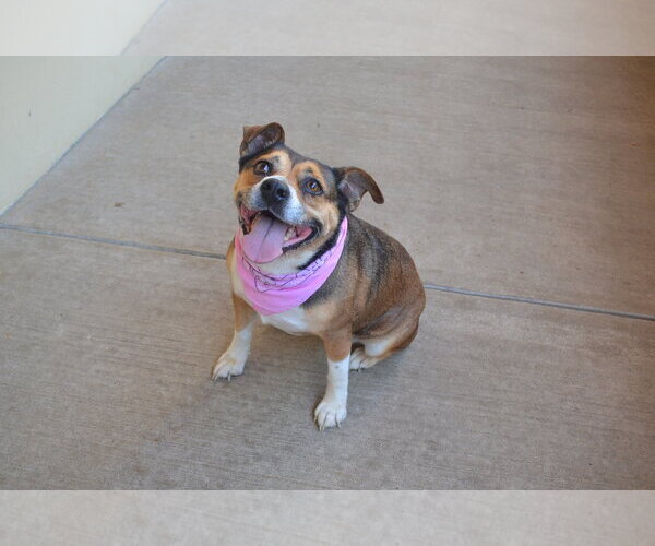 Medium Photo #1 Mutt Puppy For Sale in McKinney, TX, USA