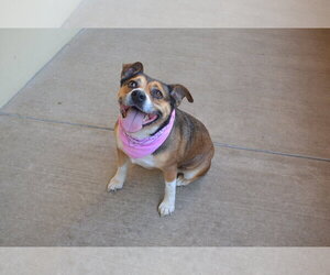 Mutt Dogs for adoption in McKinney, TX, USA