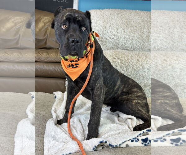 Medium Photo #3 Mutt Puppy For Sale in Goodyear, AZ, USA