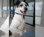 Small Photo #1  Puppy For Sale in , 