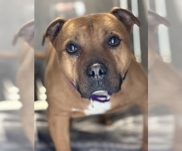 Medium Photo #1 American Pit Bull Terrier Puppy For Sale in Westminster, MD, USA