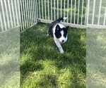 Small Photo #2 Border Collie Puppy For Sale in WOLCOTT, IN, USA