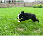 Small #2 Bernese Mountain Dog