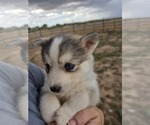 Puppy Blade Pomsky