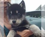 Small Photo #18 Wolf Hybrid Puppy For Sale in DALTON, OH, USA