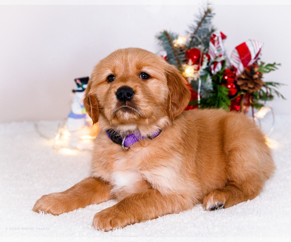 Medium Photo #1 Golden Retriever Puppy For Sale in WAKARUSA, IN, USA