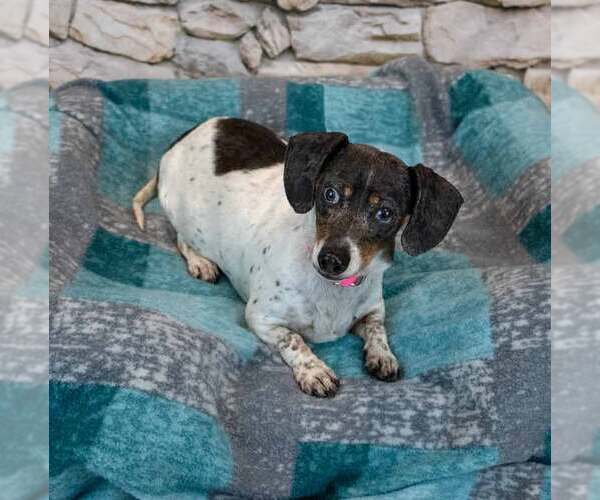 Medium Photo #6 Dachshund Puppy For Sale in Kennesaw, GA, USA