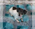 Small #5 Dachshund