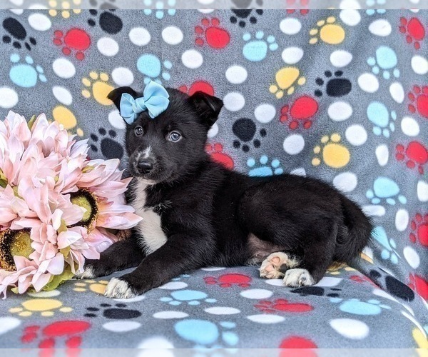 Medium Photo #5 Pomsky Puppy For Sale in QUARRYVILLE, PA, USA