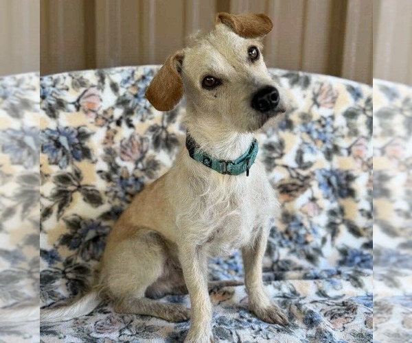 Medium Photo #11 Chihuahua-Unknown Mix Puppy For Sale in Princeton, MN, USA