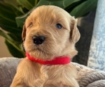 Small #4 Goldendoodle mix (+ Poodle Standard)