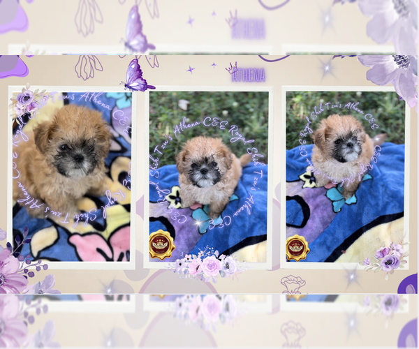 Medium Photo #3 Shih Tzu Puppy For Sale in ATHENS, GA, USA