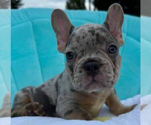 French Bulldog Puppy for Sale in RENTON, Washington USA