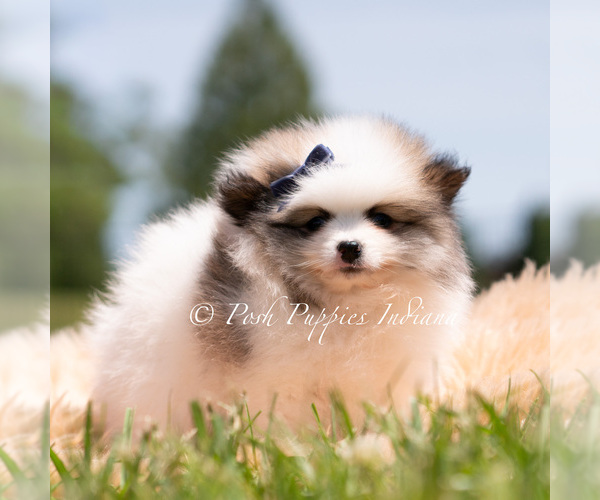 Medium Photo #10 Pomeranian Puppy For Sale in WARSAW, IN, USA