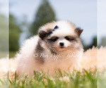 Small Photo #10 Pomeranian Puppy For Sale in WARSAW, IN, USA