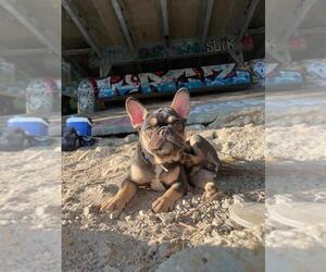 French Bulldog Puppy for sale in SCHILLER PARK, IL, USA