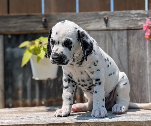 Medium Photo #75 Dalmatian Puppy For Sale in GOSHEN, IN, USA