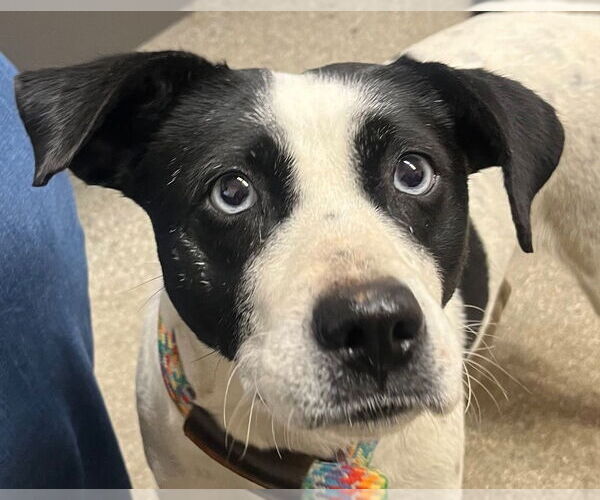 Medium Photo #2 Mutt Puppy For Sale in Tarboro, NC, USA