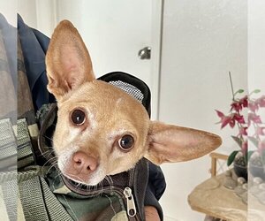 Chihuahua-Unknown Mix Dogs for adoption in Lancaster, CA, USA