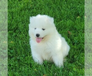 Samoyed Puppy for sale in WITHEE, WI, USA