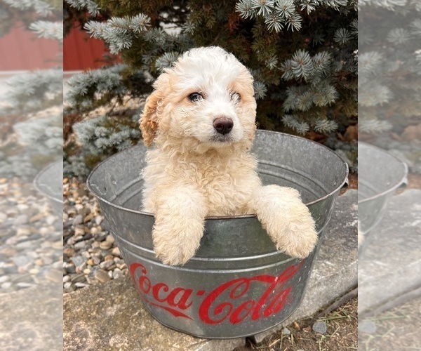 Medium Photo #2 Cockapoo (Toy) Puppy For Sale in MIDDLEBURY, IN, USA