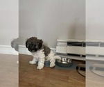Small #3 Poochon