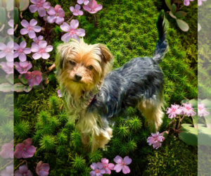Mutt Dogs for adoption in Allentown,, PA, USA