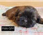 Small Photo #8 Shih Tzu Puppy For Sale in MANES, MO, USA