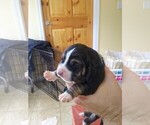 Small Photo #35 Basset Hound Puppy For Sale in PETERSBURG, IN, USA
